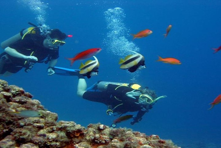 Diving Image 1