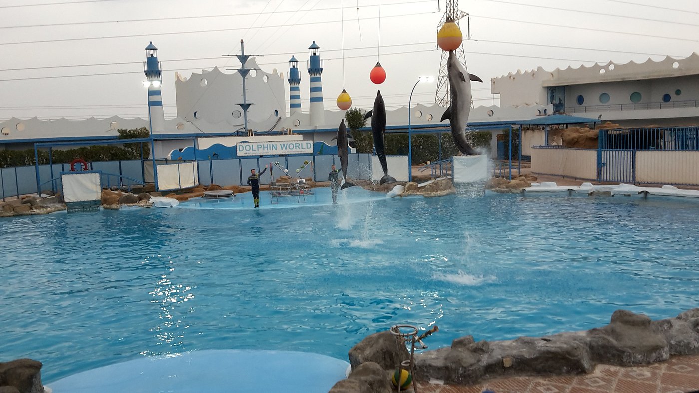 Dolphin House Image 1